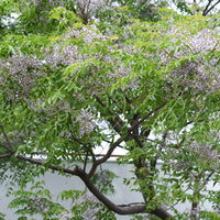 Margousier - Lilas de Perse - Melia azedarach - Bakker