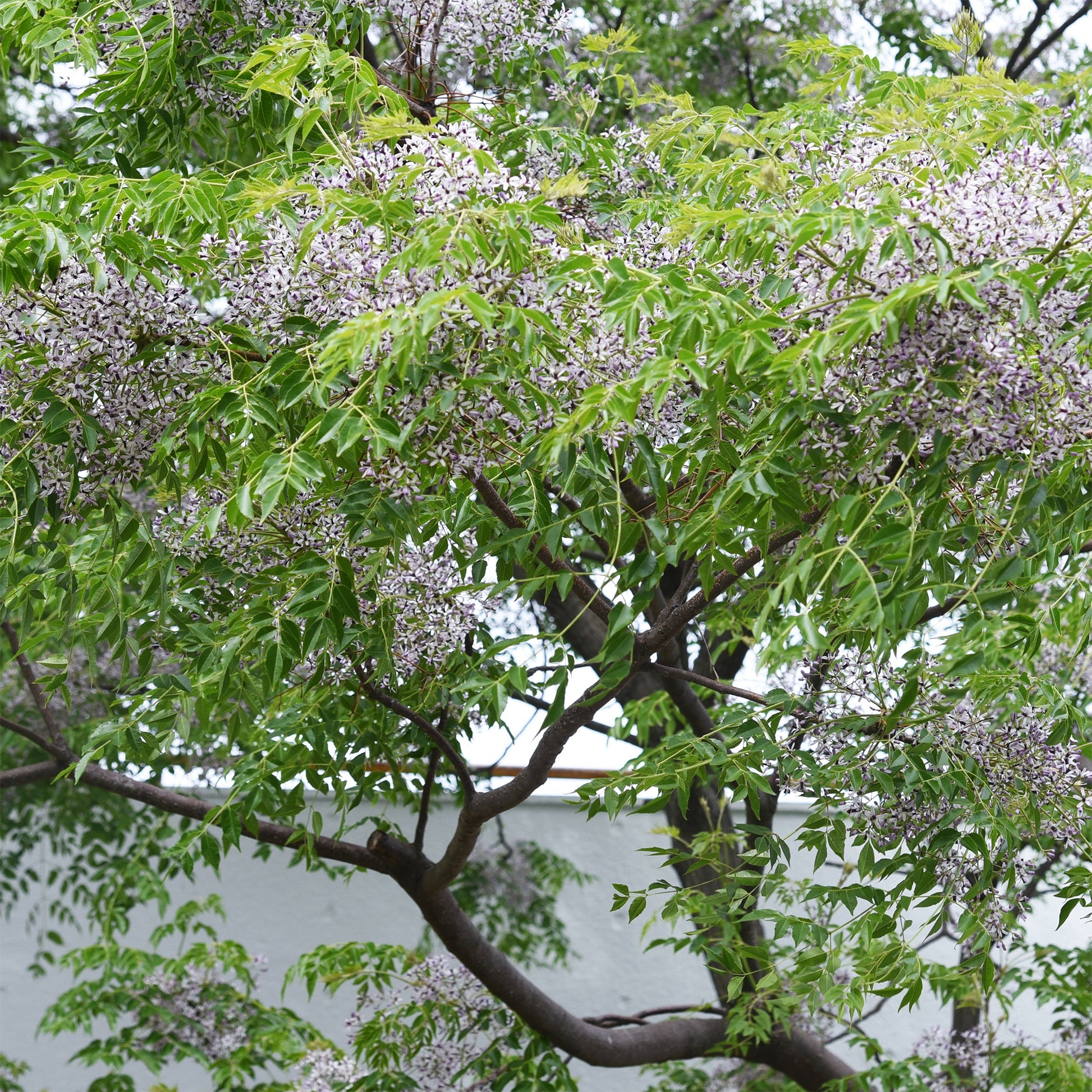 Margousier - Lilas de Perse - Melia azedarach - Bakker