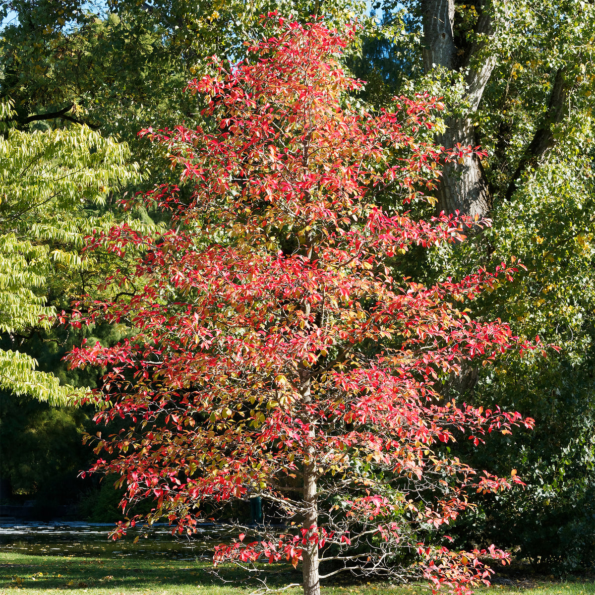 Nyssa sylvatica - Tupélo noir - Nyssa sylvatica - Arbres