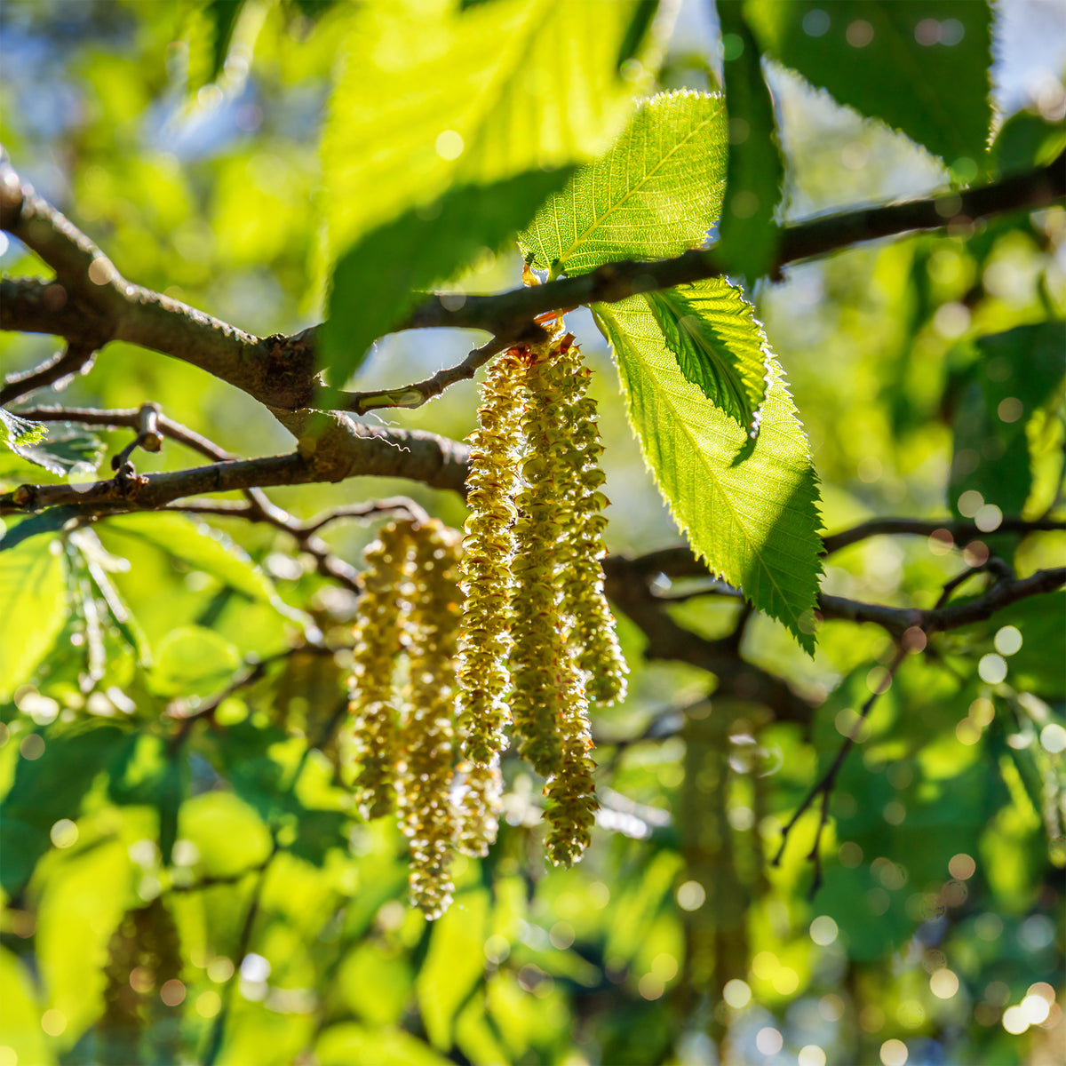 Charme houblon - Ostrya carpinifolia - Bakker