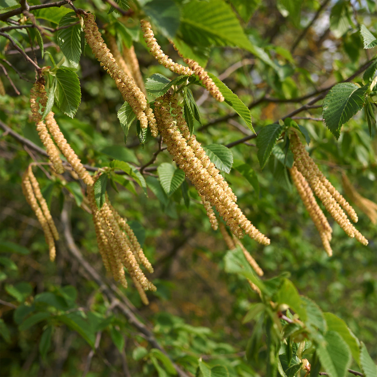 Ostrya carpinifolia - Charme houblon - Charme