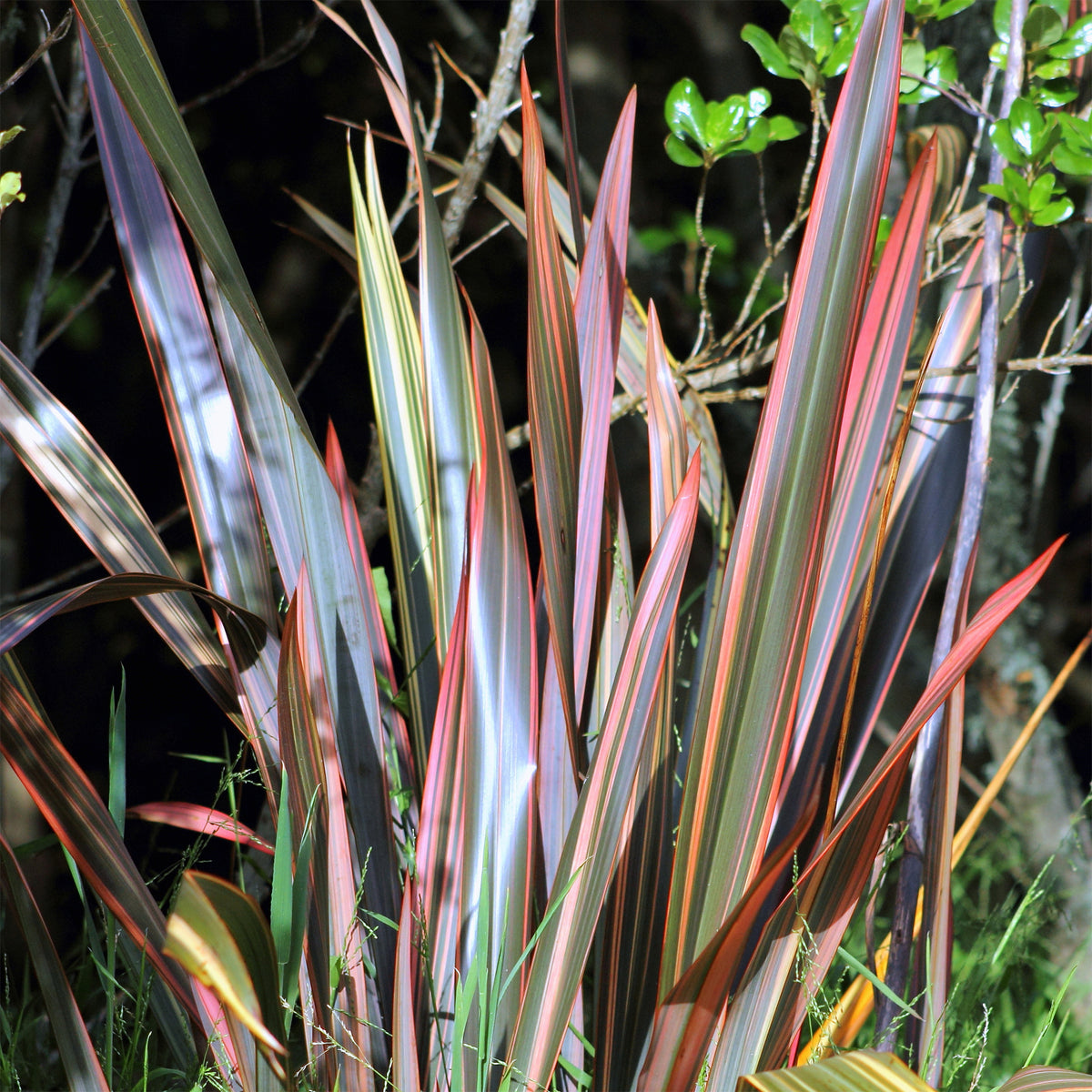 Phormium Sundowner - Lin de Nouvelle-Zélande - Phormium Sundowner - Bakker