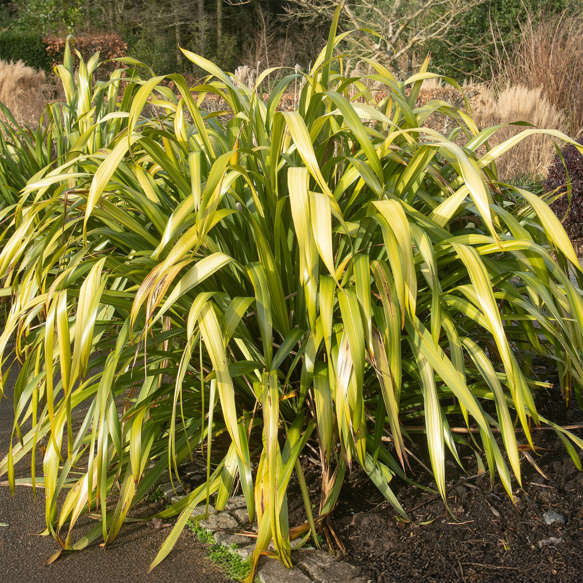 Phormium Yellow Wave - Lin de Nouvelle-Zélande - Phormium Yellow Wave - Bakker