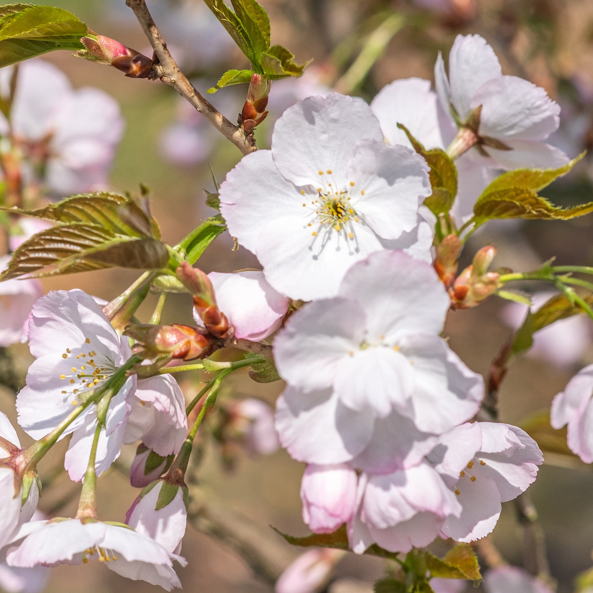 Cerisier Sunset Boulevard - Prunus serrulata Sunset Boulevard - Bakker