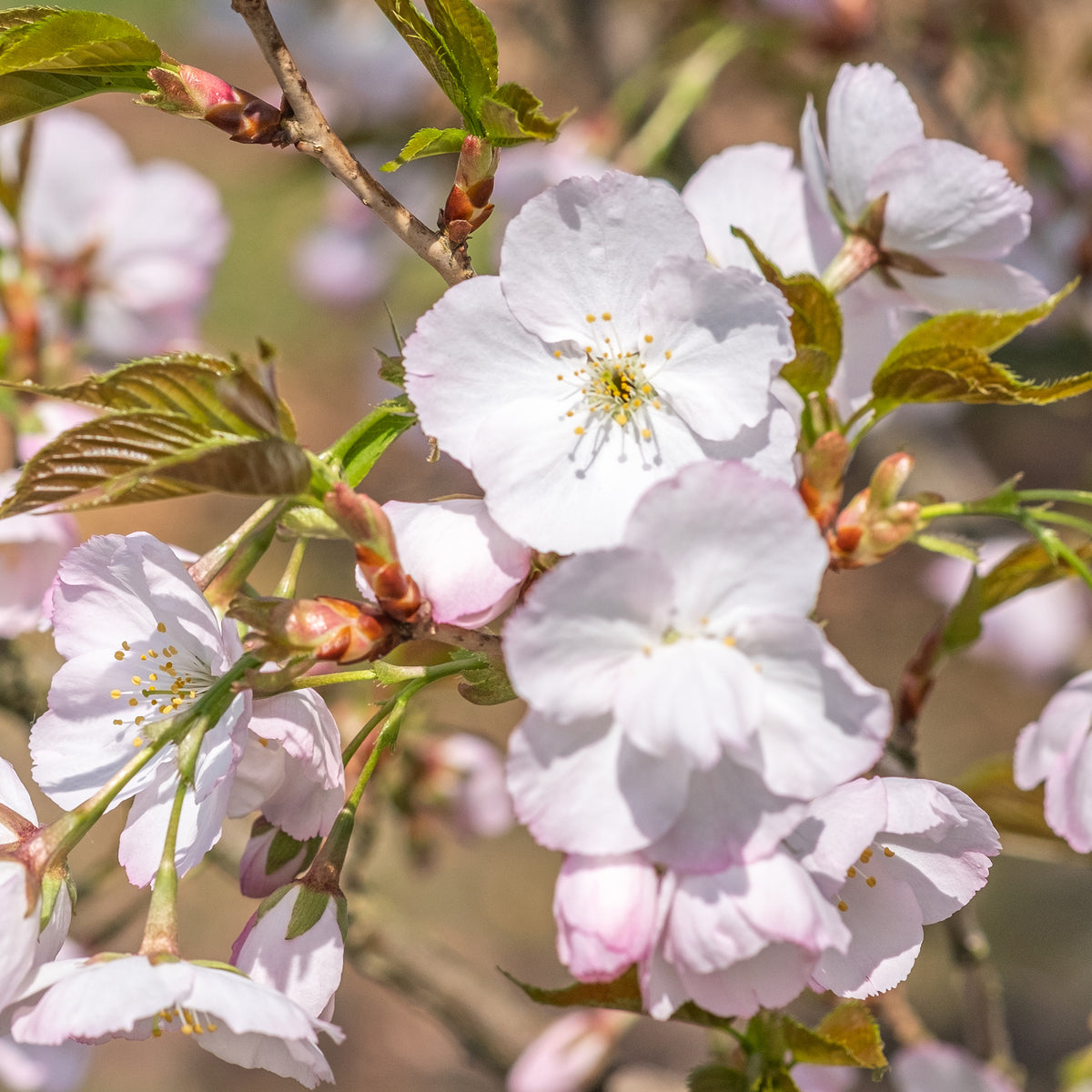 Cerisier Sunset Boulevard - Prunus serrulata Sunset Boulevard - Bakker