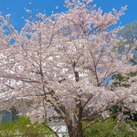 Cerisier à fleurs du Tibet - Prunus x yedoensis - Bakker