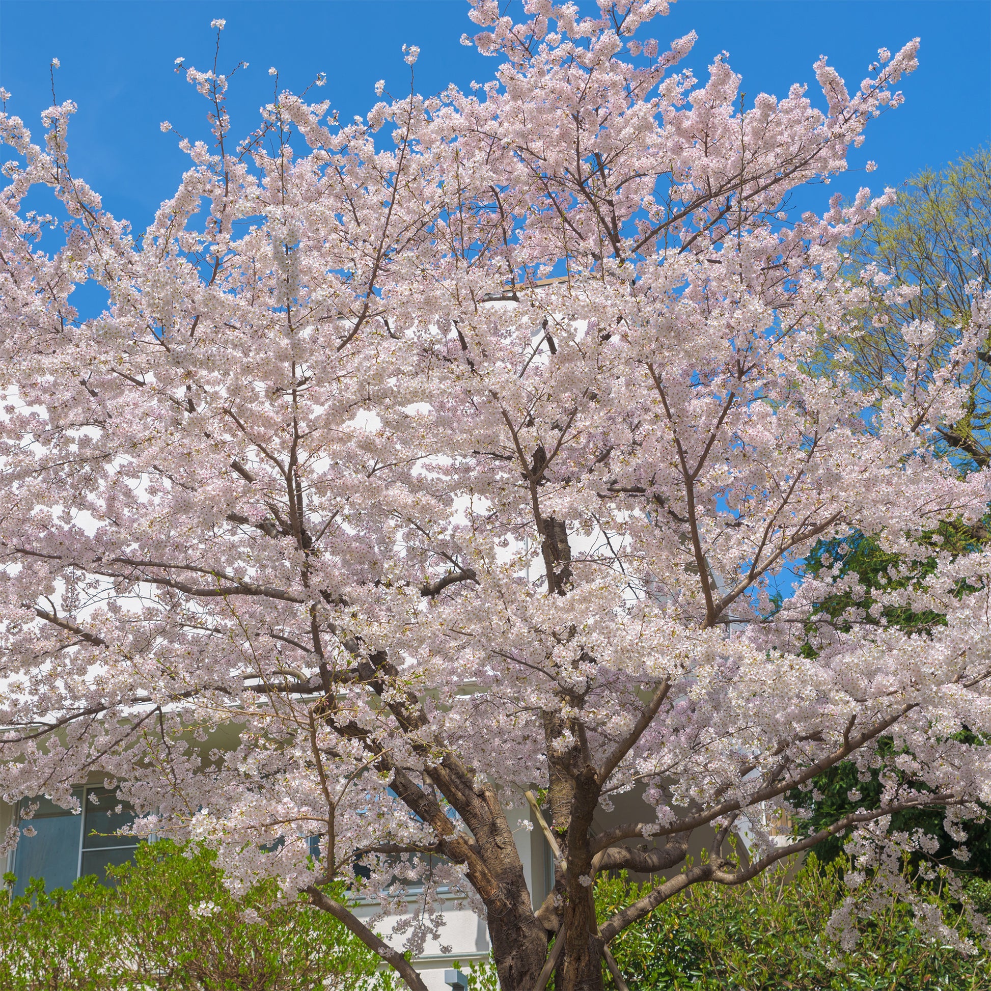 Cerisier à fleurs du Tibet - Prunus x yedoensis - Bakker