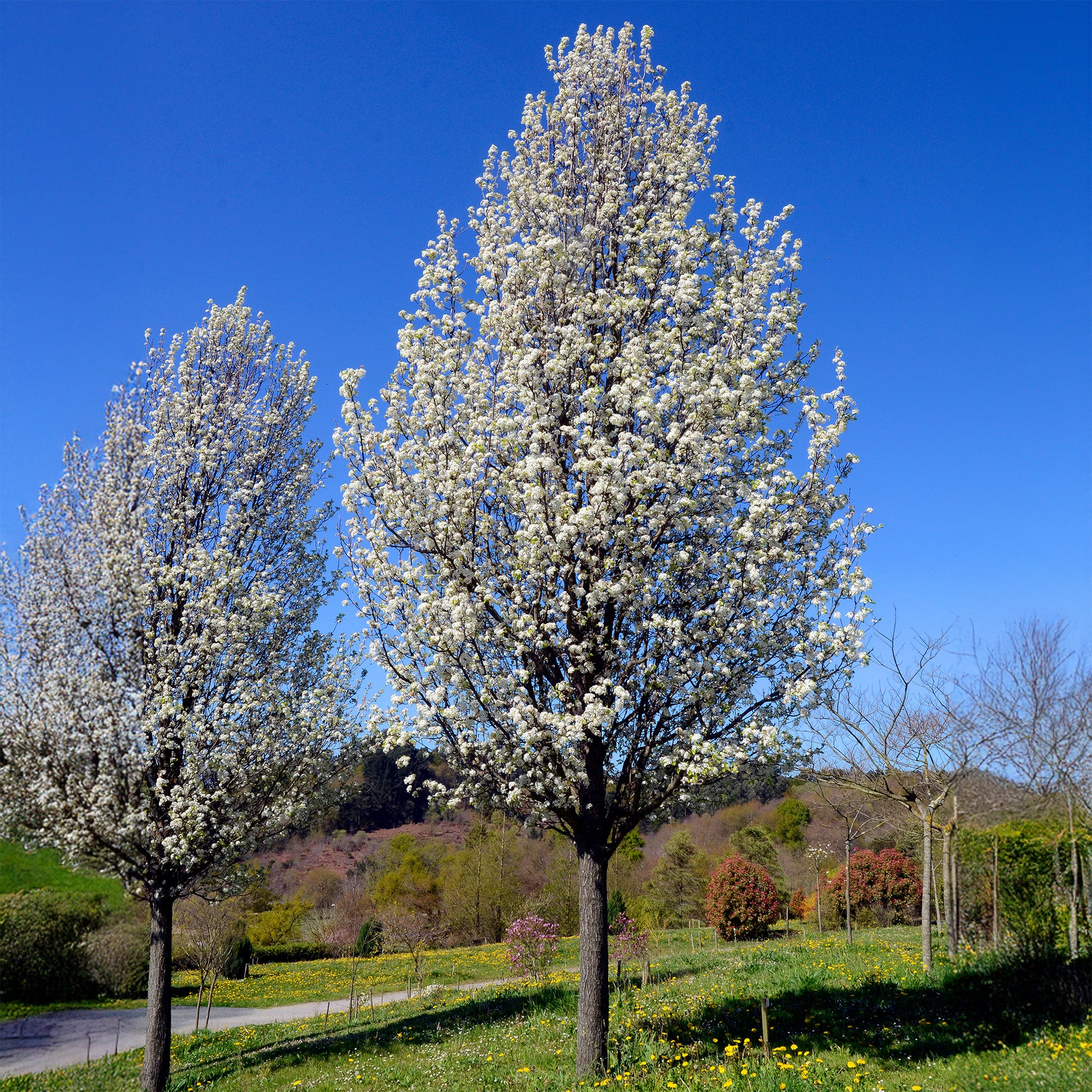 Poirier à fleurs Chanticleer/Poirier dornement - Pyrus calleryana Chanticleer - Bakker