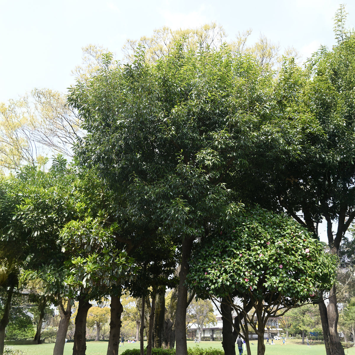 Quercus myrsinifolia - Chêne à feuilles de myrsine - Chêne