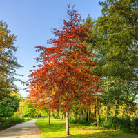 Chêne des marais - Quercus palustris - Bakker