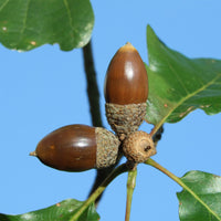 Quercus petraea - Chêne rouvre - Chêne