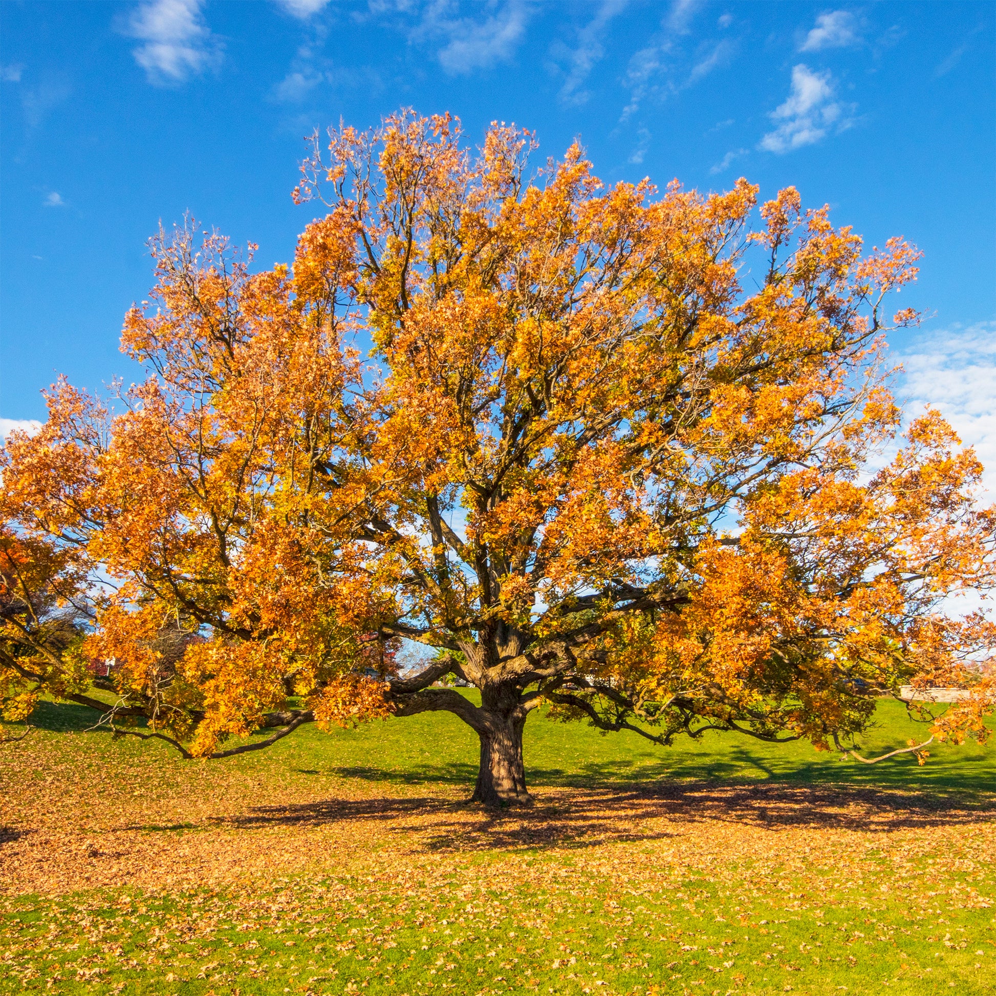 Arbres - Chêne rouvre - Quercus petraea