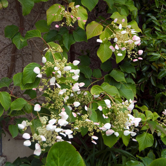 Hortensia grimpant Brookside Little Leaf -  Schizophragma - Bakker