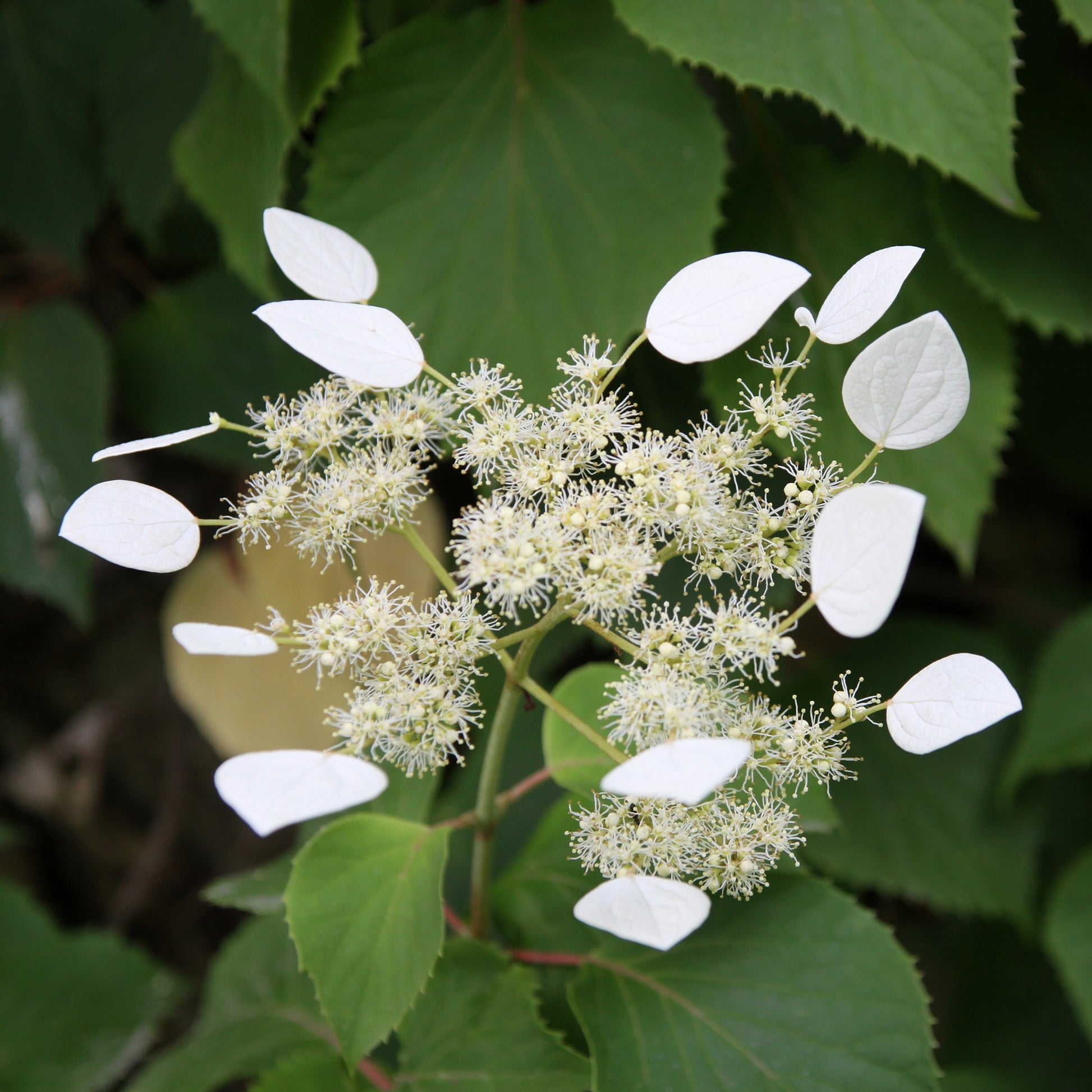 Hortensia grimpant Brookside Little Leaf -  Schizophragma - Schizophragma anomala petiolaris Brookside Little Leaf - Bakker