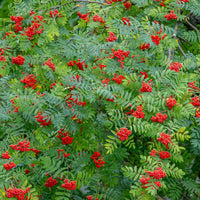 Sorbier des oiseleurs - Sorbus aucuparia - Bakker