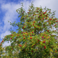 Sorbier des oiseleurs - Sorbus aucuparia - Bakker