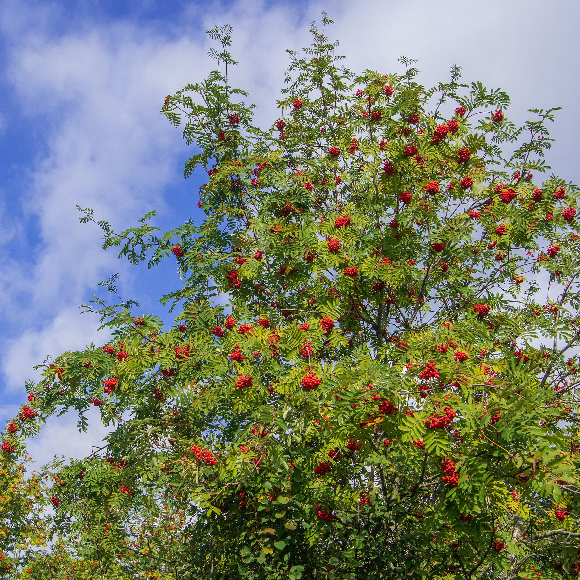 Sorbier des oiseleurs - Sorbus aucuparia - Bakker