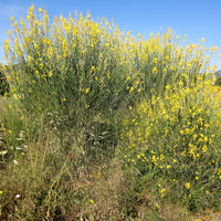 Spartium junceum - Genêt d'Espagne - Arbustes fleuris