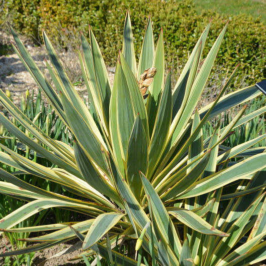 Yucca gloriosa Citrus twist® - Bakker