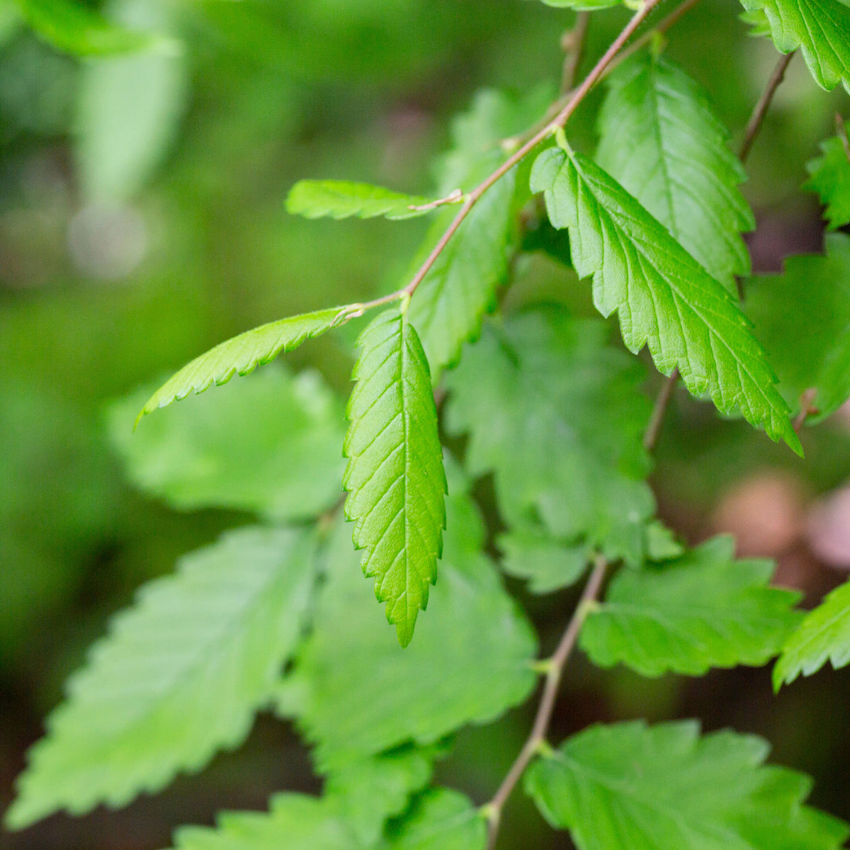 Orme de Sibérie - Zelkova serrata - Zelkova serrata - Bakker
