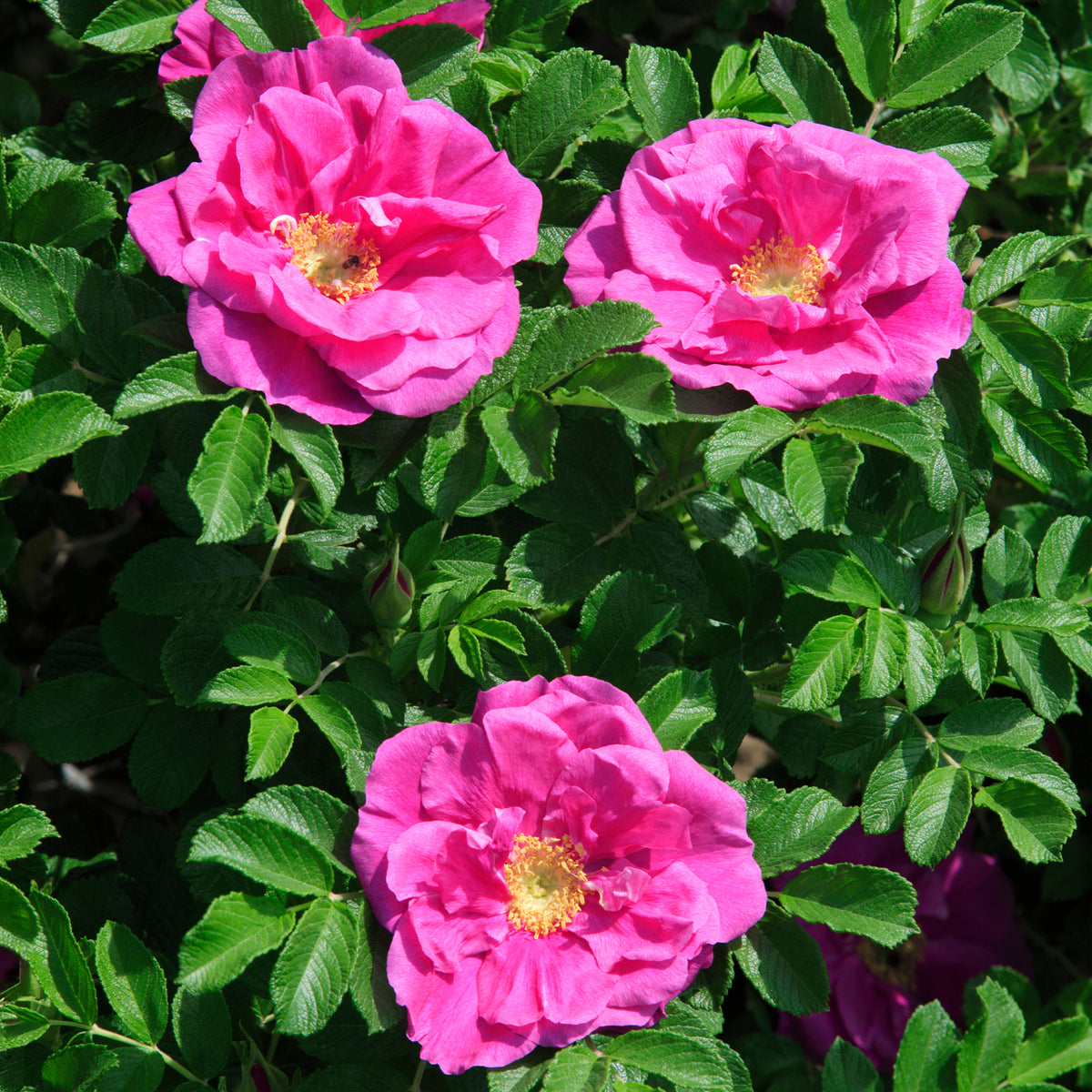 Rosiers - Rosier rugueux Wild Eric - Rosa rugosa Wild Edric