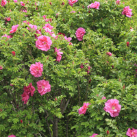 Rosier rugueux Wild Eric - Bakker