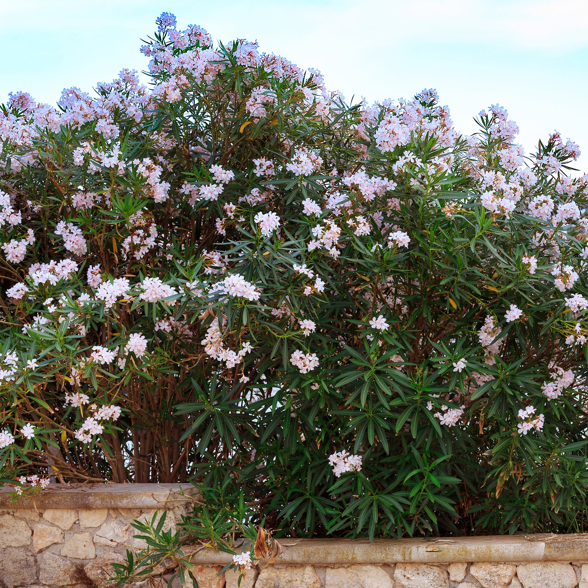 Laurier-rose Harriet Newding - Nerium oleander Harriet Newding - Bakker