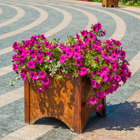 Surfinia pink - Surfinia rose - Petunia et Calibrachoa