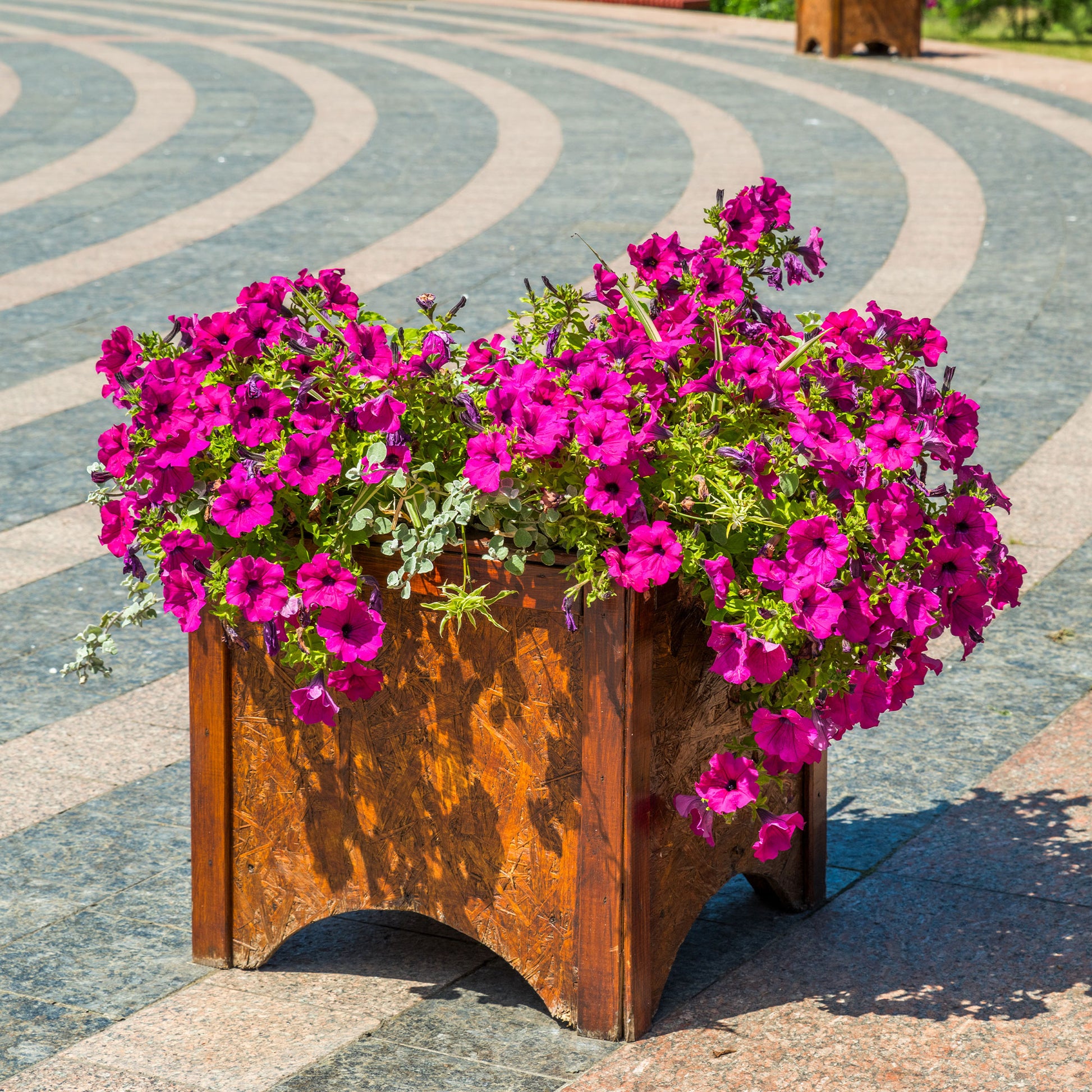 Surfinia pink - Surfinia rose - Petunia et Calibrachoa