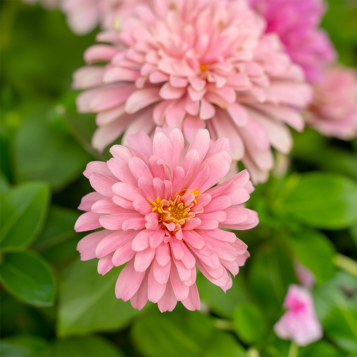 Zinnia  rose - Zinnia pink - Bakker
