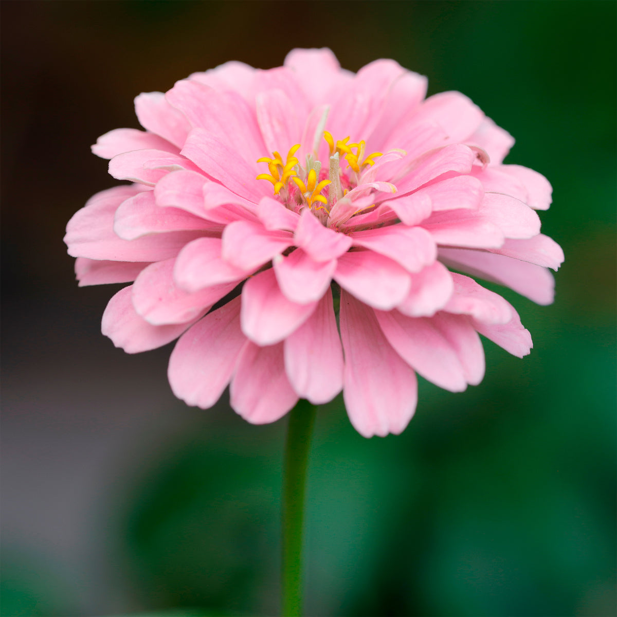 Zinnia  rose - Bakker
