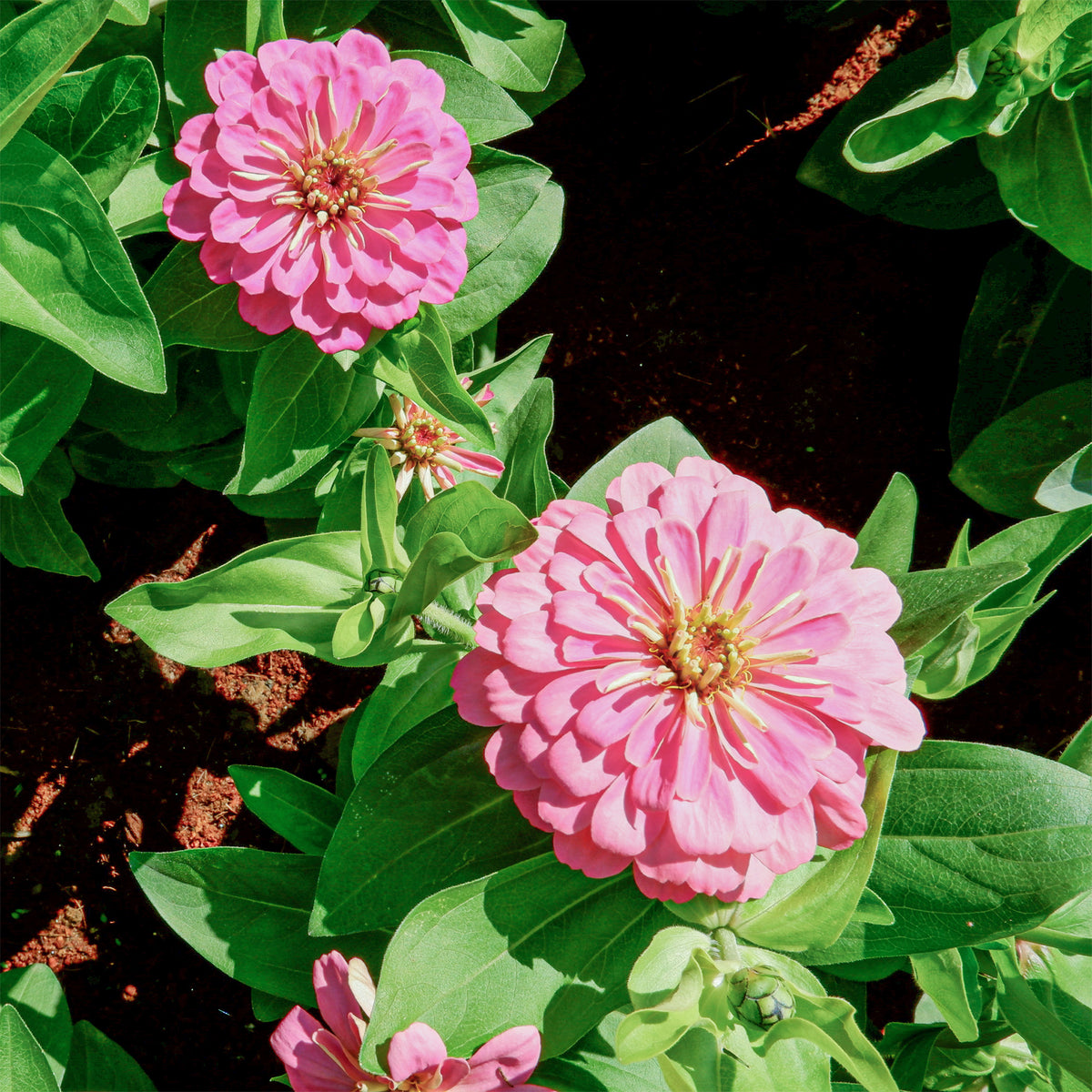 Zinnia pink - Zinnia  rose - Fleurs pour terrasses et balcons