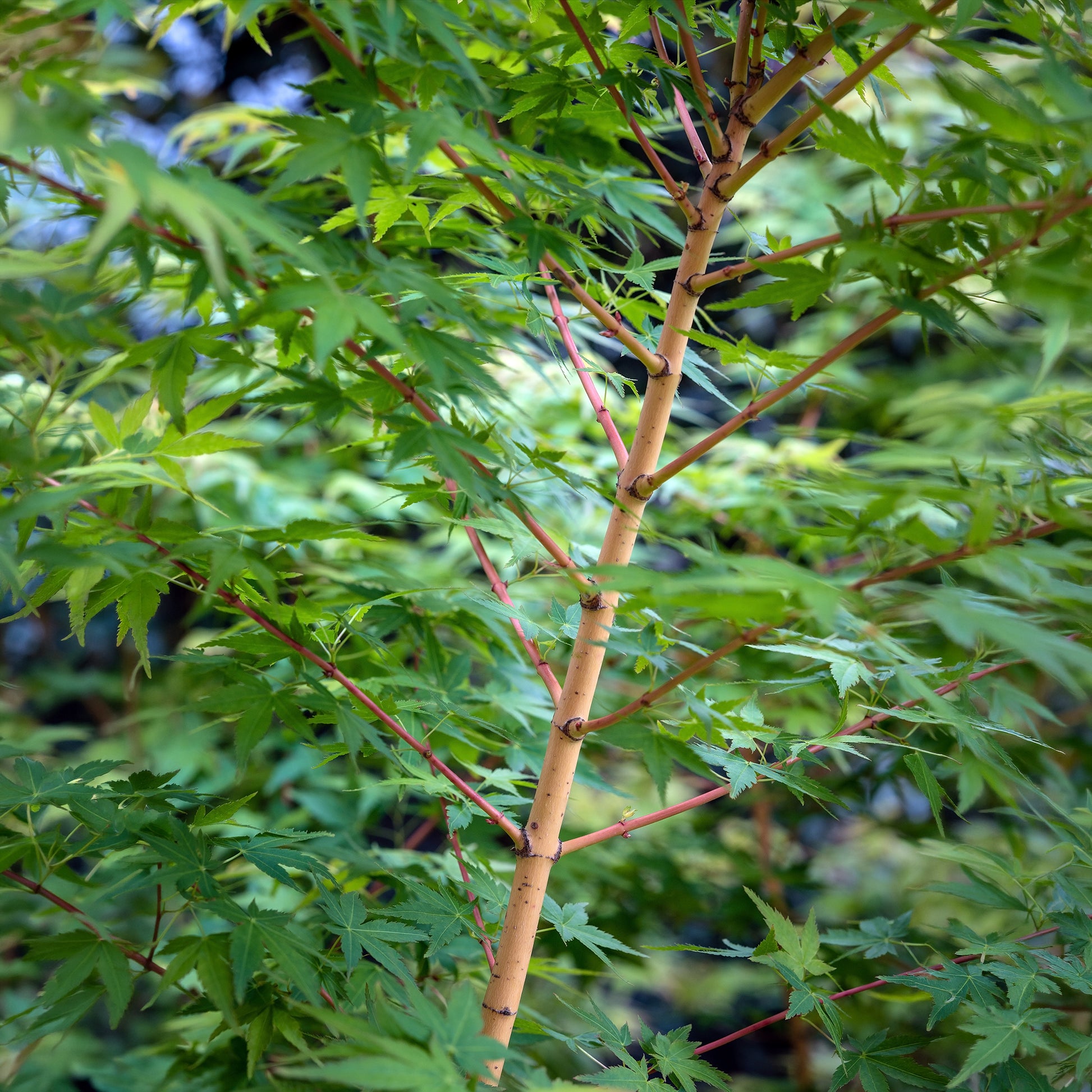 Erable du japon Bi hoo - Acer palmatum Bi Hoo - Bakker