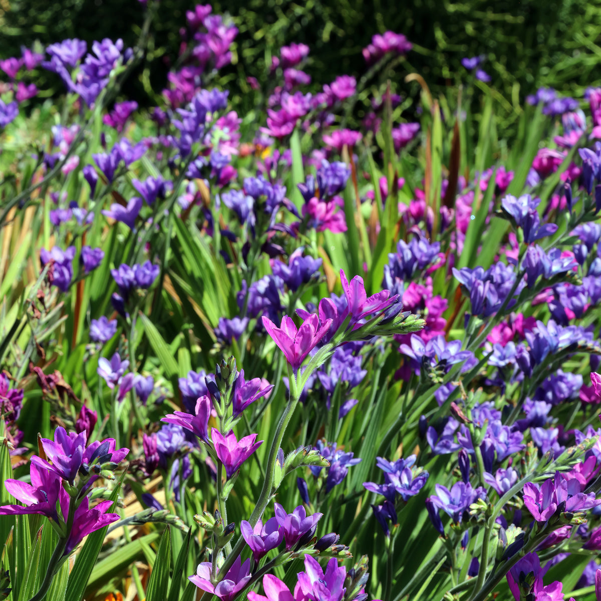 Babiana stricta - Babiana stricta - Bakker