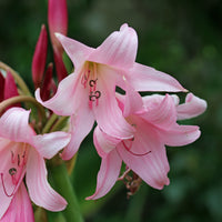 Crinole rose - Crinum powellii Rosea - Bakker