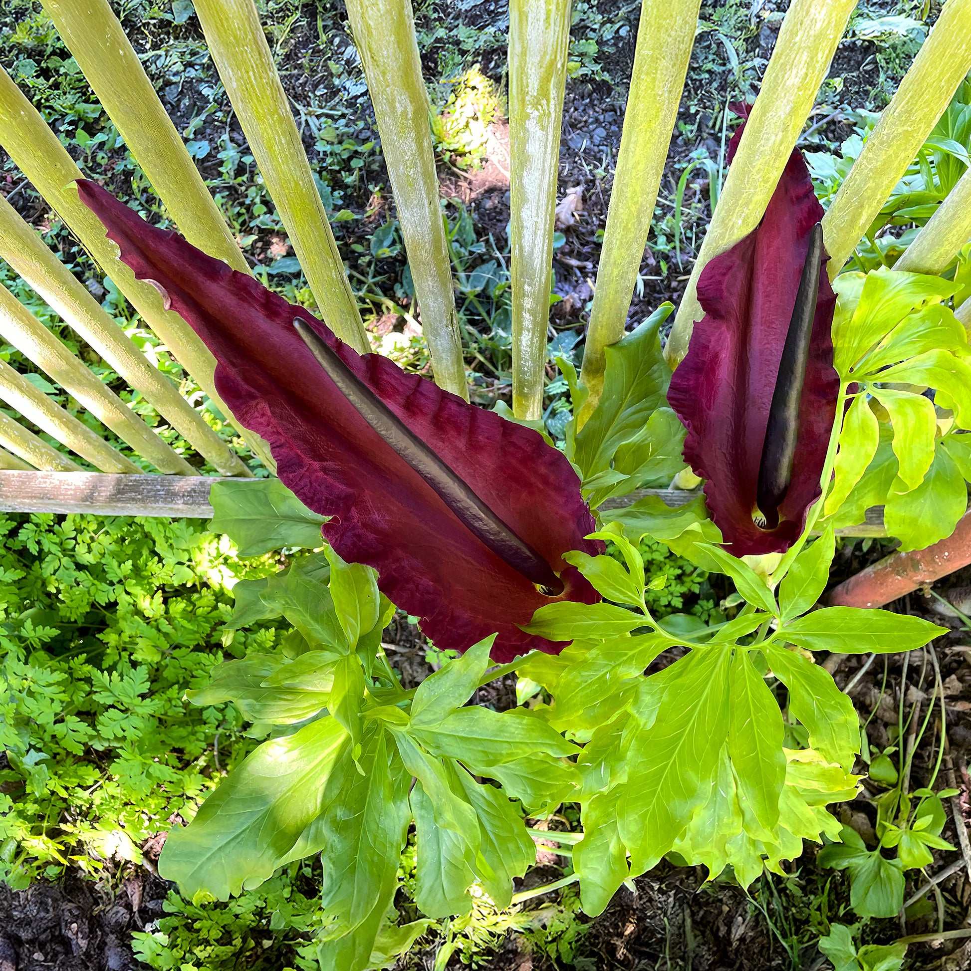 Serpentaire - Dracunculus vulgaris - Bakker
