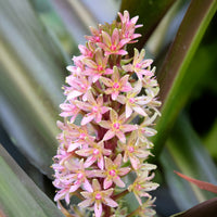 Vente Eucomis Sparkling Burgundy® - Eucomis comosa Sparkling Burgundy®