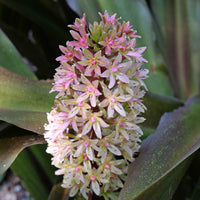 Eucomis Sparkling Burgundy® - Bakker
