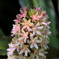 Eucomis - Eucomis Sparkling Burgundy® - Eucomis comosa Sparkling Burgundy®