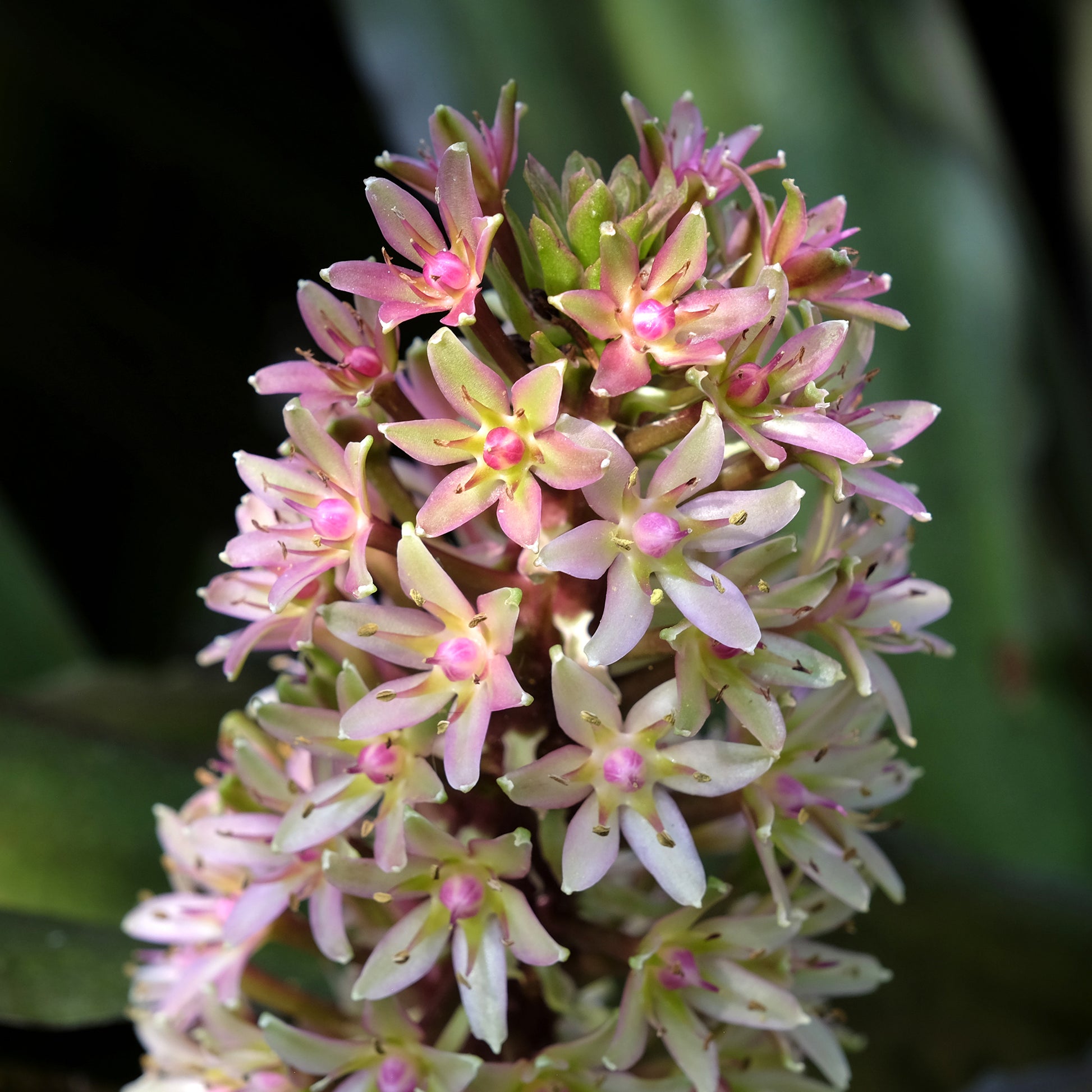 Eucomis - Eucomis Sparkling Burgundy® - Eucomis comosa Sparkling Burgundy®