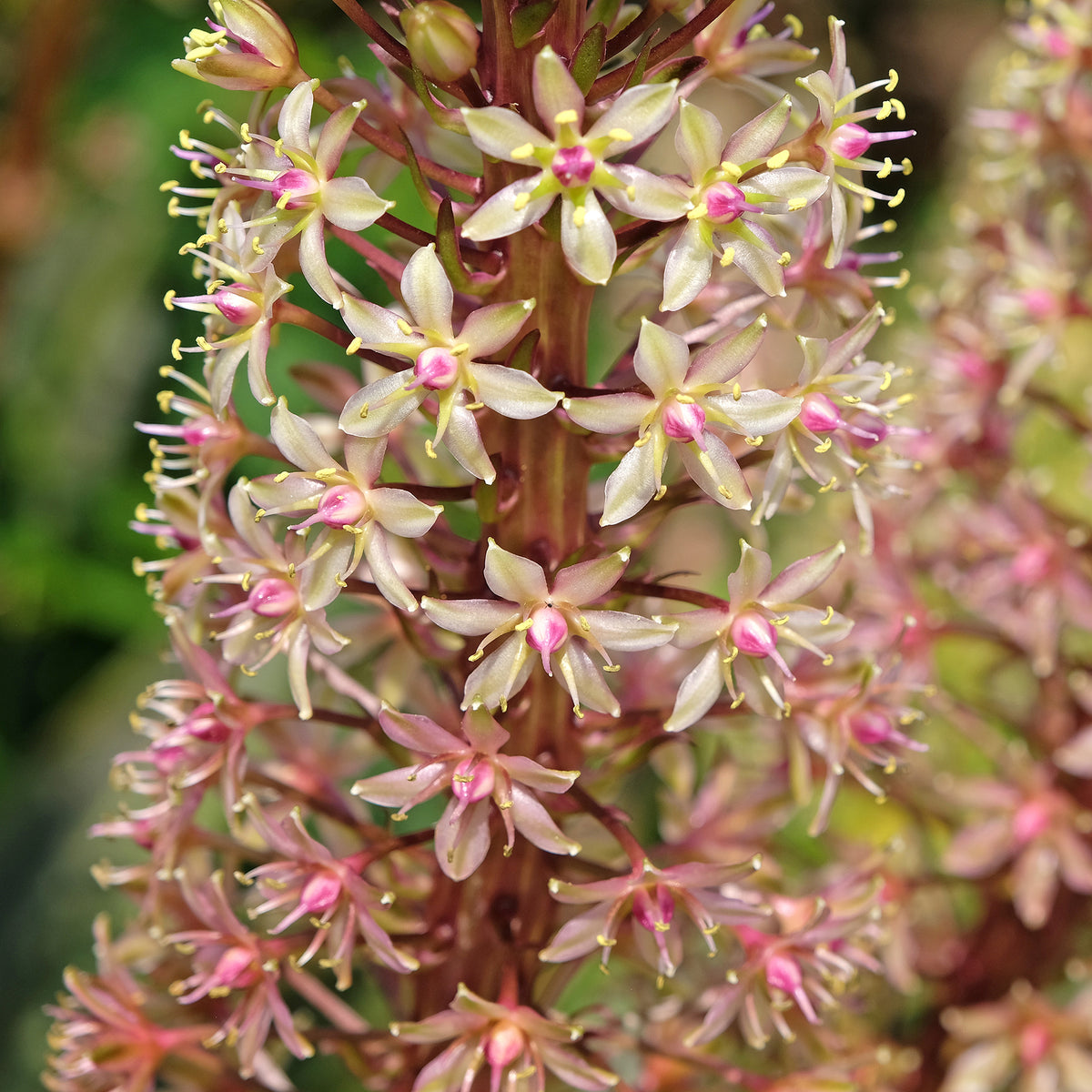 Eucomis comosa Sparkling Burgundy® - Eucomis Sparkling Burgundy® - Eucomis