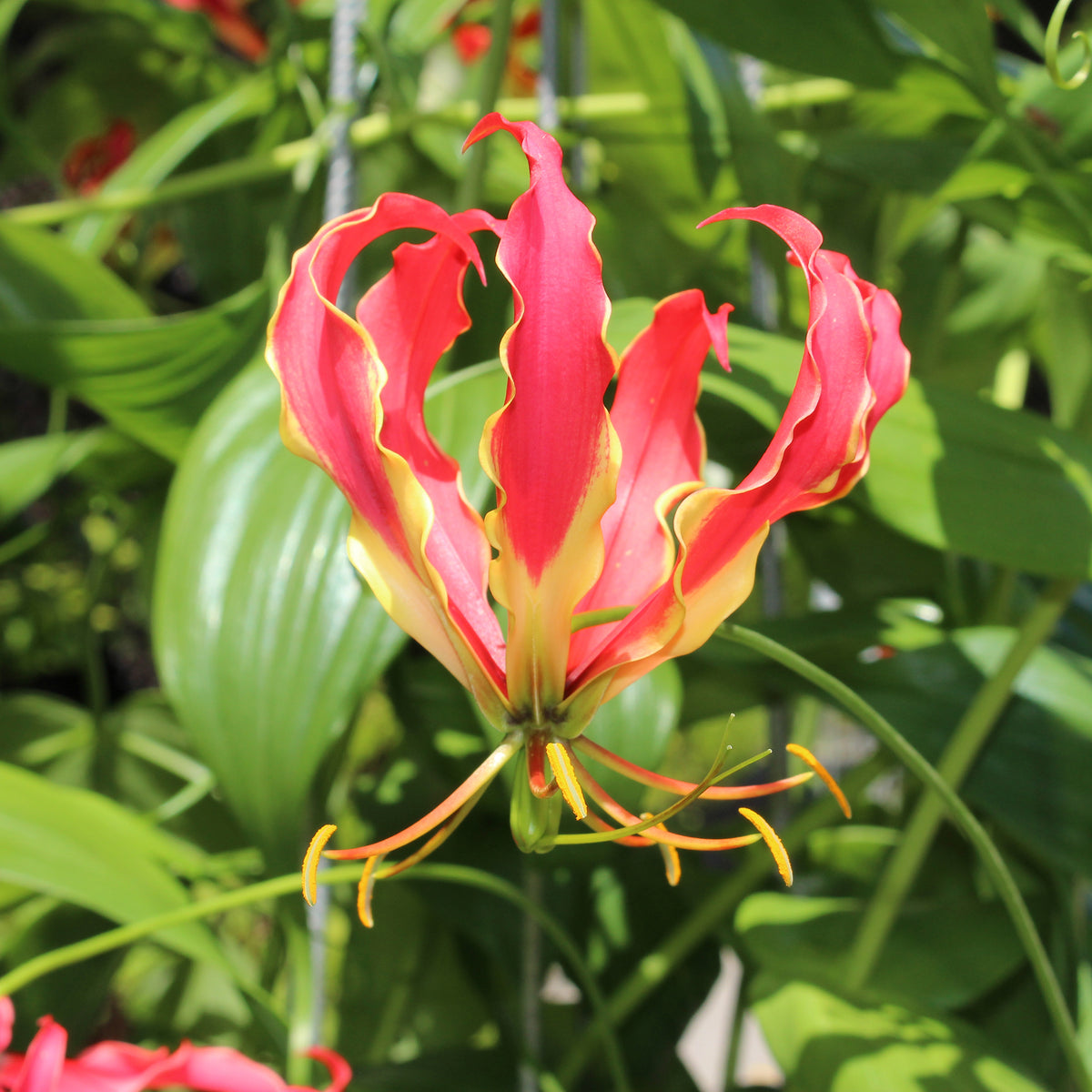Gloriosa Carsonii - Gloriosa Carsonii - Lis de Malabar - Gloriosa