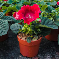 Gloxinia Etoile de feu - Gloxinia speciosa Etoile de feu - Bakker