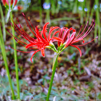 Lis araignée rouge - Lycoris radiata - Bakker