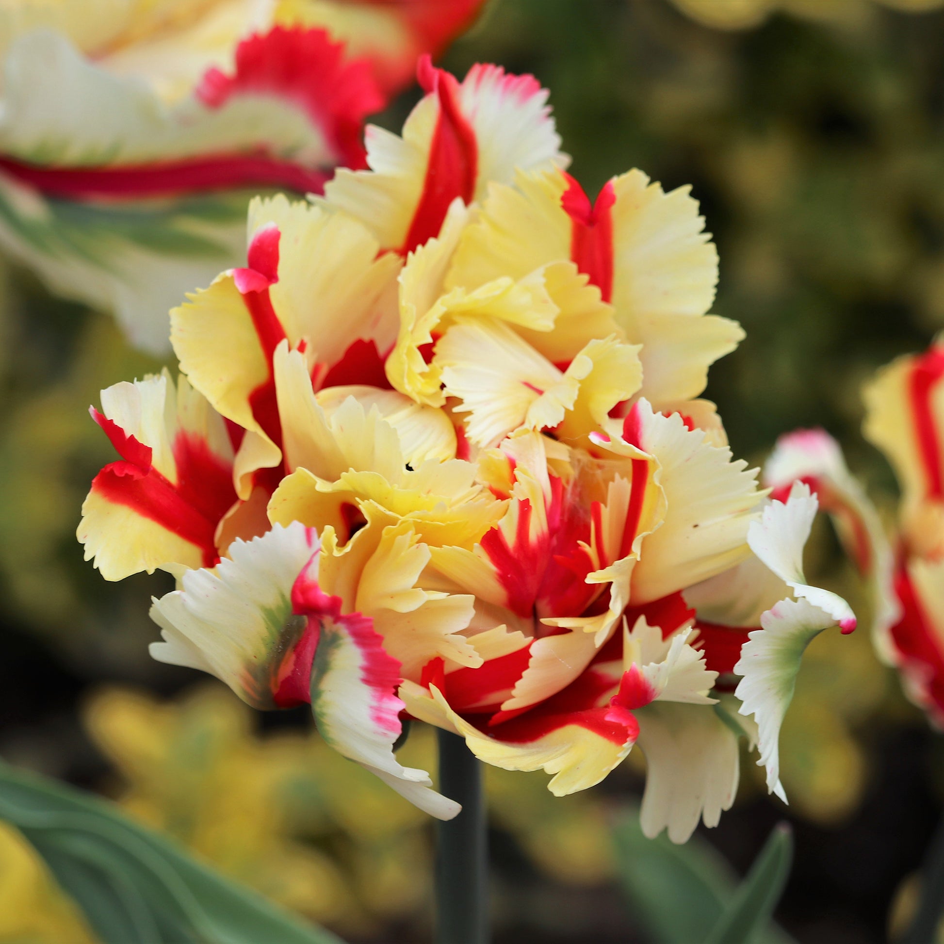 Tulipe perroquet Flaming Parrot - Tulipa Flaming Parrot - Bakker