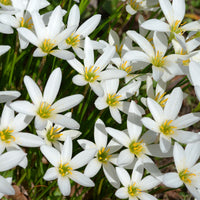 Zephyranthes candida - Lis zéphyr - Bulbes de Lys