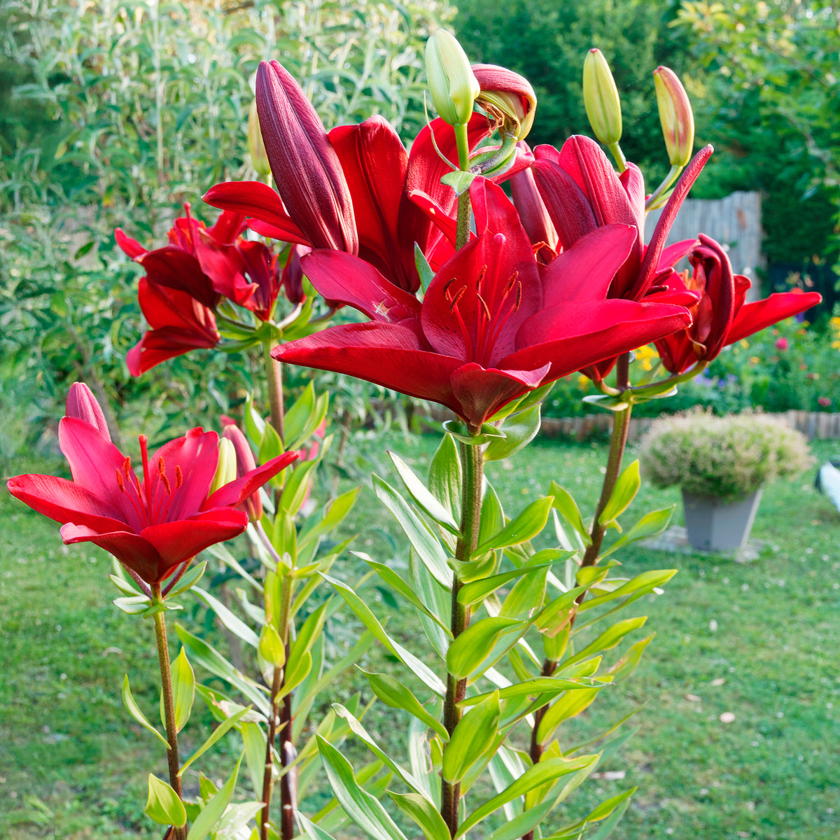 Lis asiatique rouge et mélange de graines de fleurs - Bakker