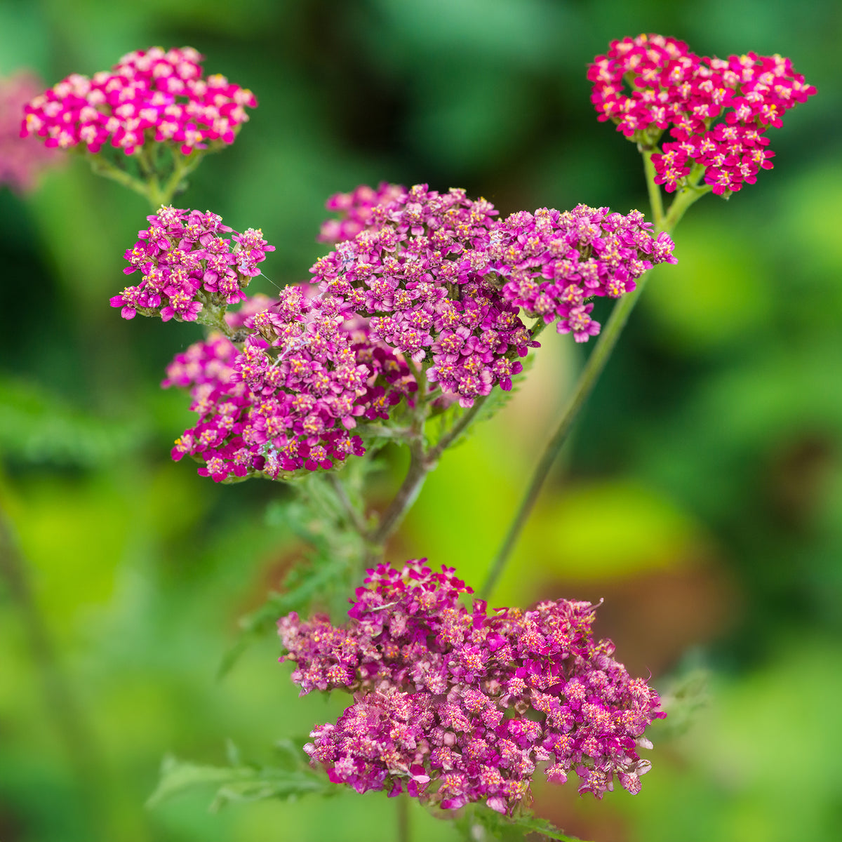 Achillée millefeuille Cassis - Achillea millefolium Cassis - Bakker