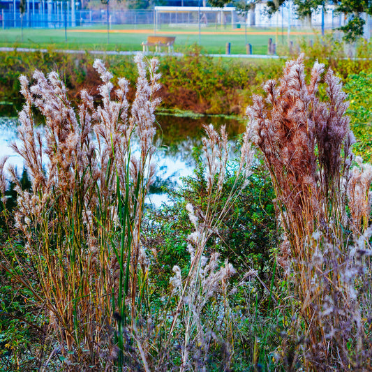 Andropogon - Barbon fendu - Bakker