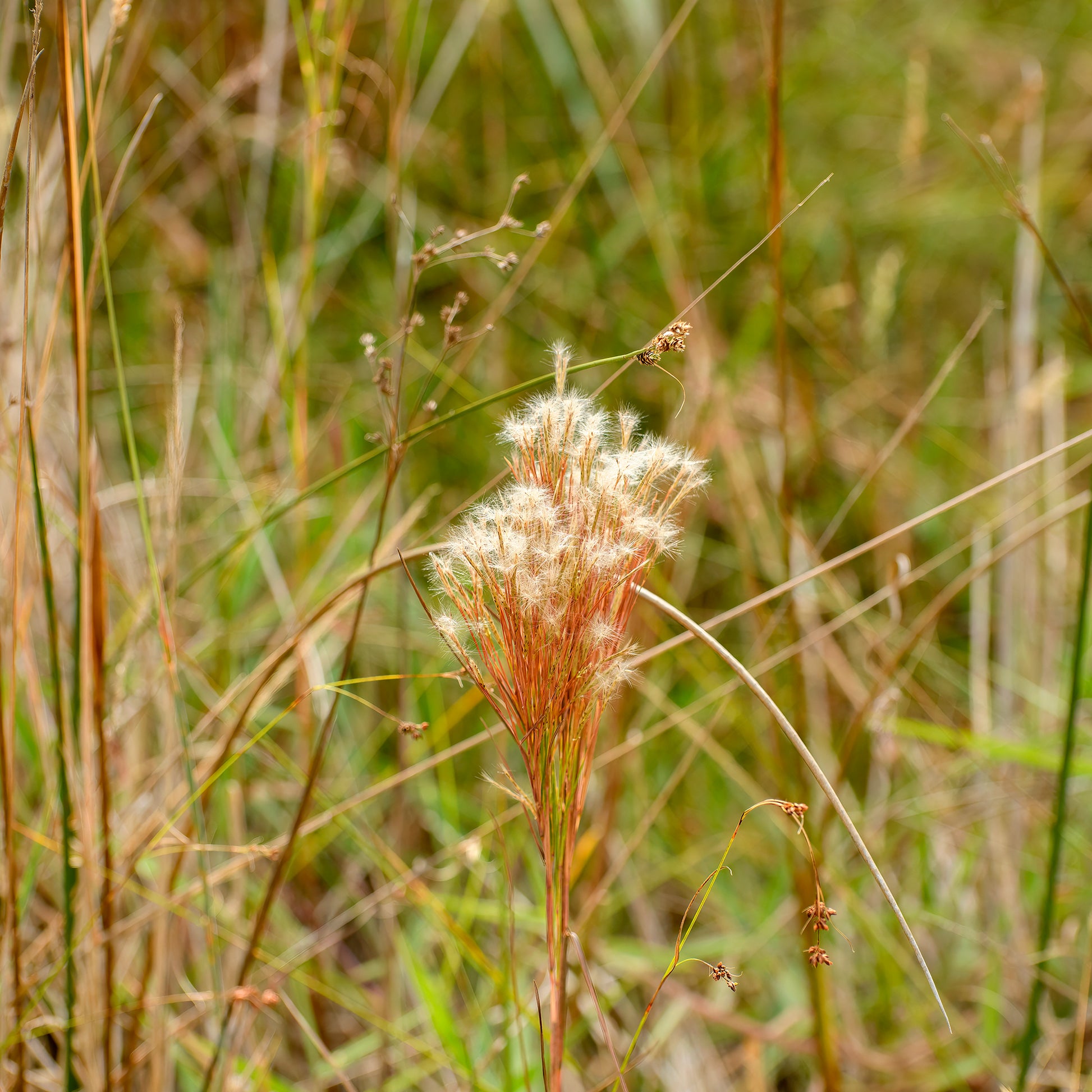 Graminées - Andropogon - Barbon fendu - Andropogon ternarius